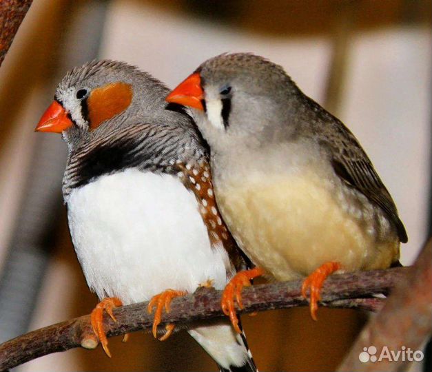 Зебровые и японские амадинчики