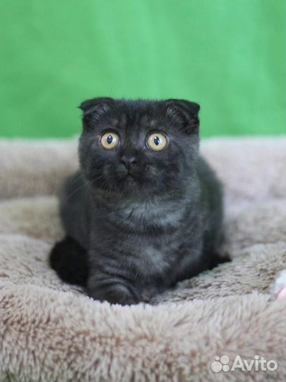 Британка с характером