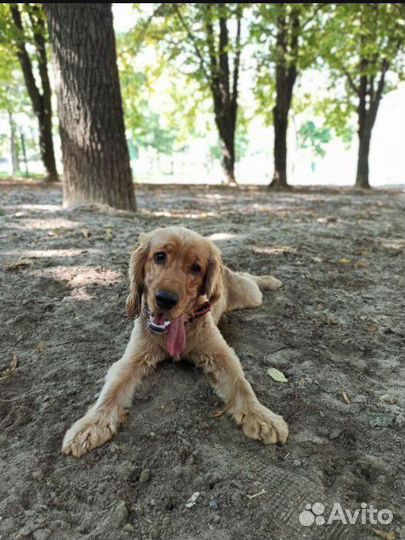 Дрессировка собак, хендлер, передержка