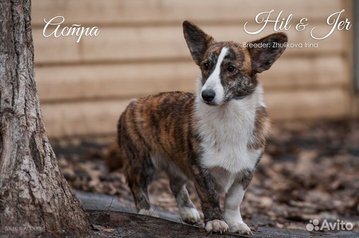 Астра Вельш-Корги Кардиган