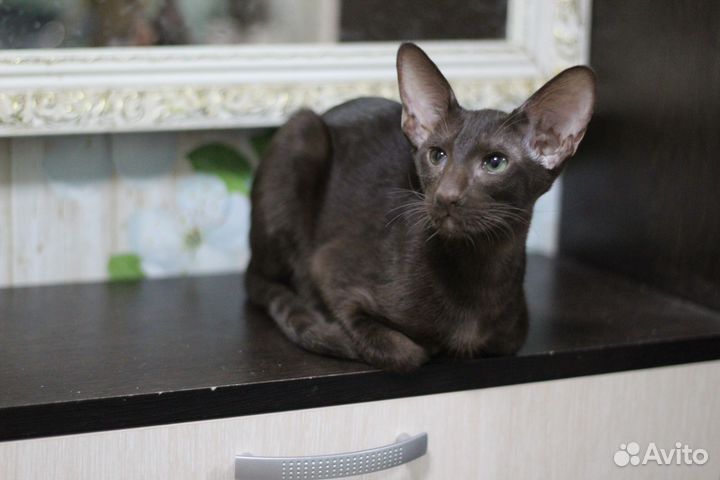Ориентальные котята