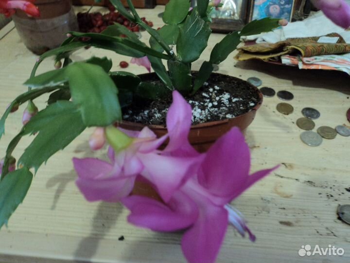 Декабрист Красный и Белый