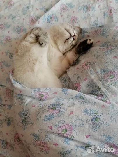 Кошка в дар бесплатно