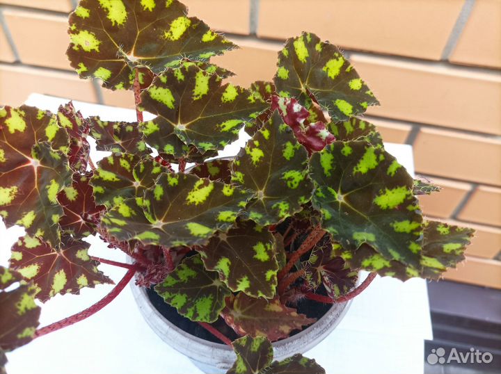 Комнатные растения