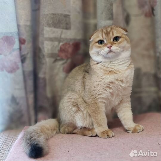 Девочка красавица