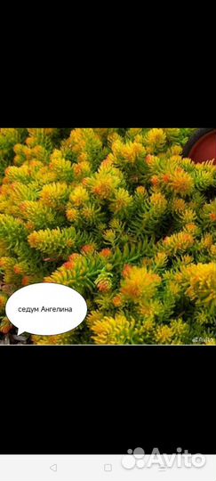 Почвопокровники