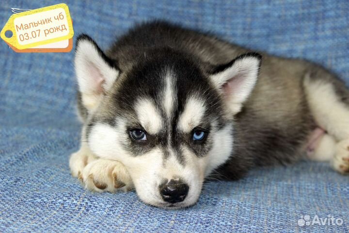 Щенки сибирской хаски
