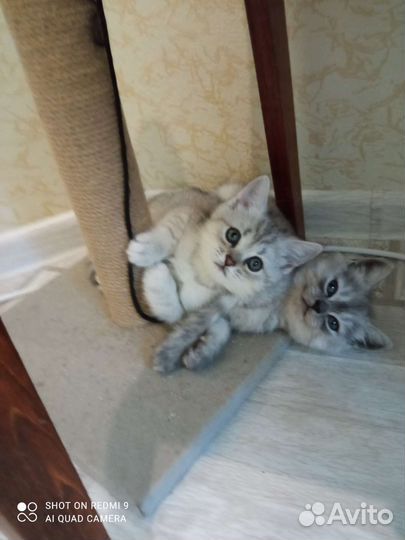 Шотландские котята