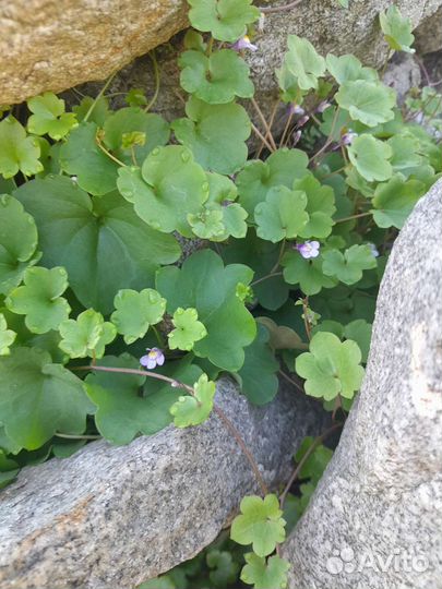 Многолетники: энотера, хосты