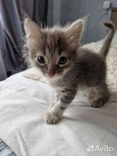 Серый котенок девочка