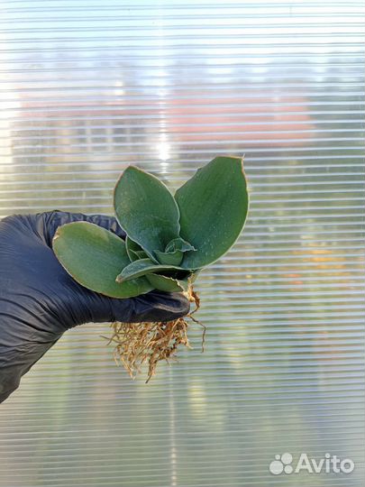 Сансевьерии. Часть 1