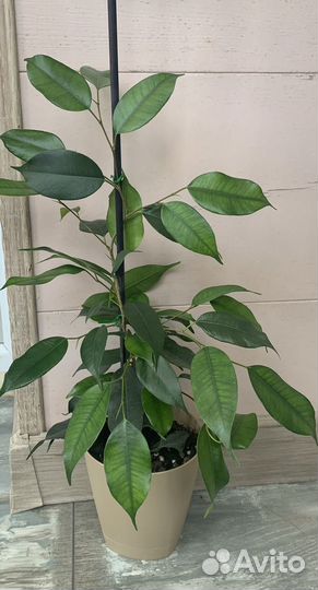 Фикус Бенджамина