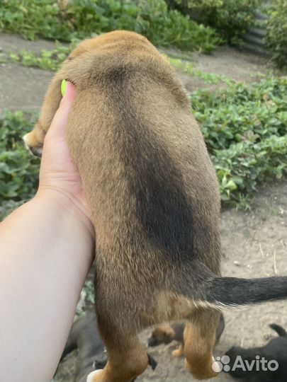 Щенки Той-терьер