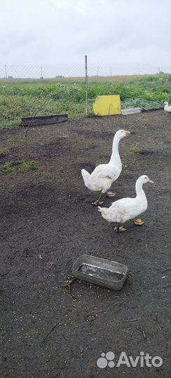 Гуси линда, муларды