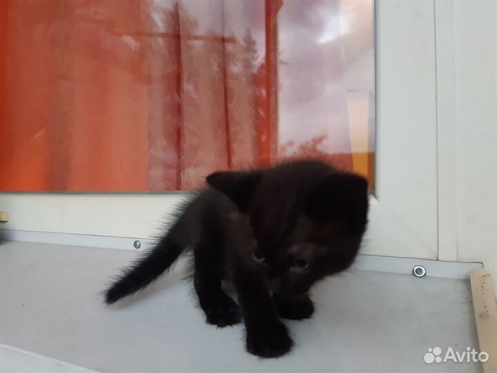 Отдам котят