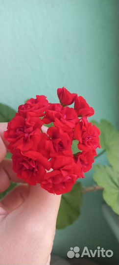 Герань махровая