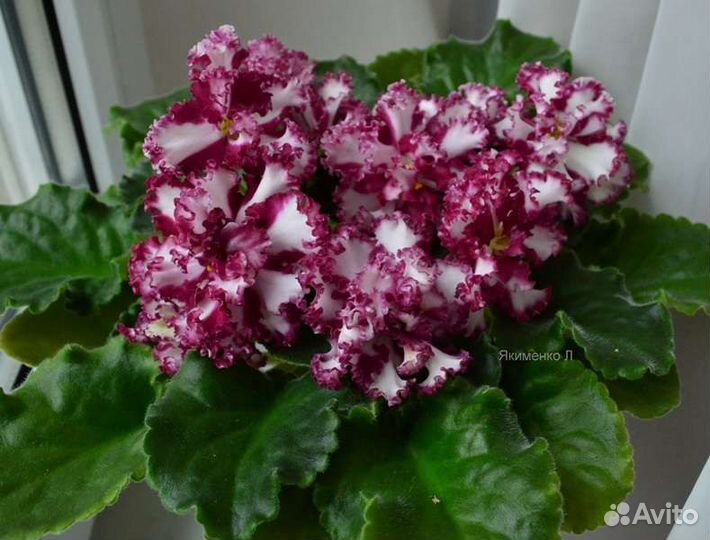 Детки Фиалок