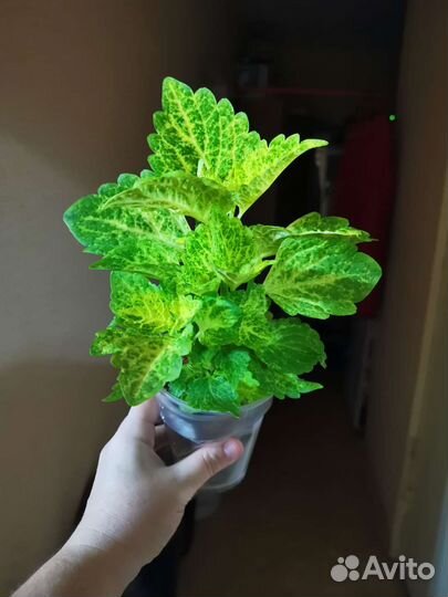 Колеус желтый