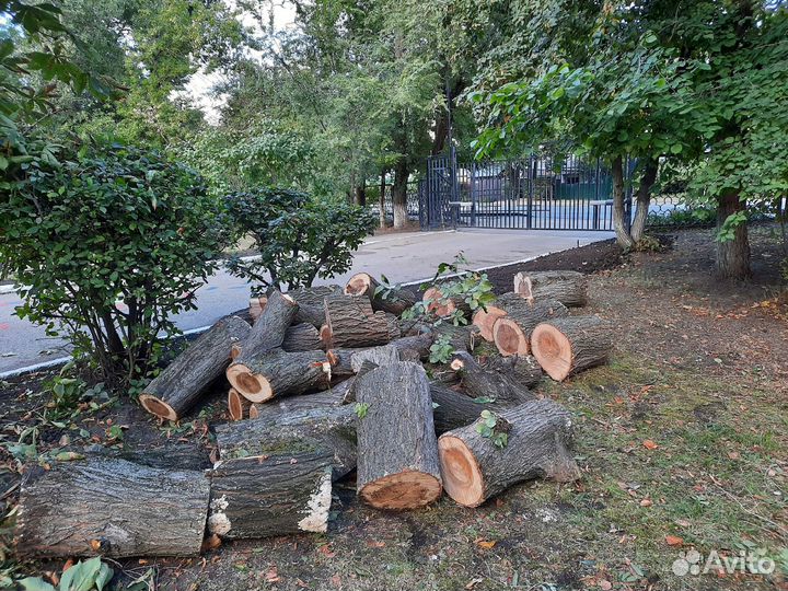 Спил и кронирование деревьев