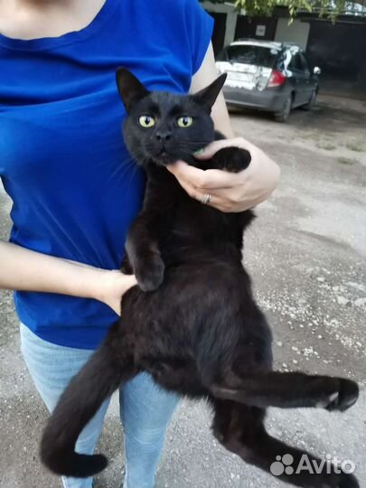 Котики бесплатно