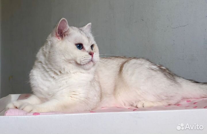 Британская