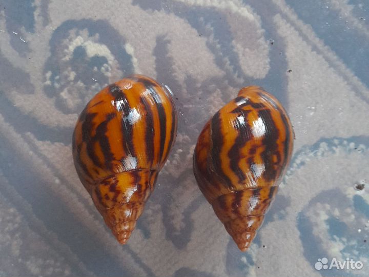 Улитки разных видов