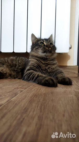 Кот в добрые руки