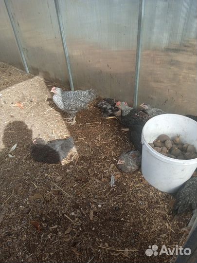 Петух породистый(Загорский)