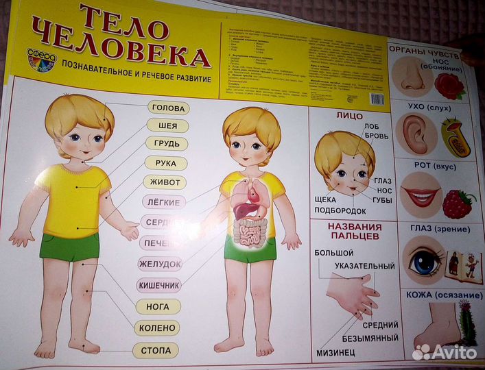 Плакаты обучающие