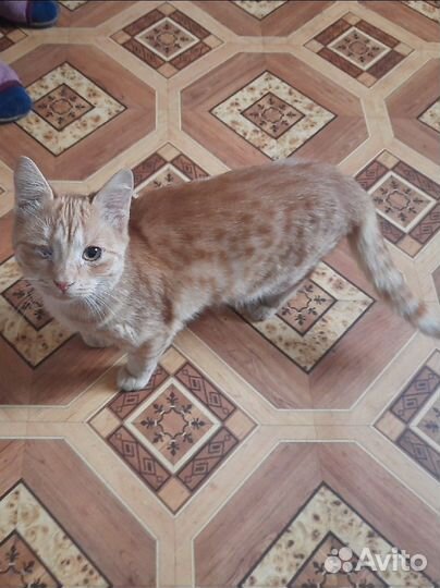 Кошка, котик в дар