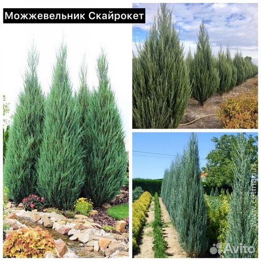 Можжевельник Скайрокет, Блю Эрроу, Мунглоу и др