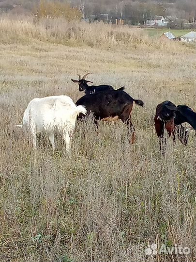 Козы и овцы