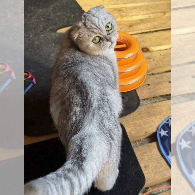 Шотландская вислоухая короткошёрстная, взрослая кошка