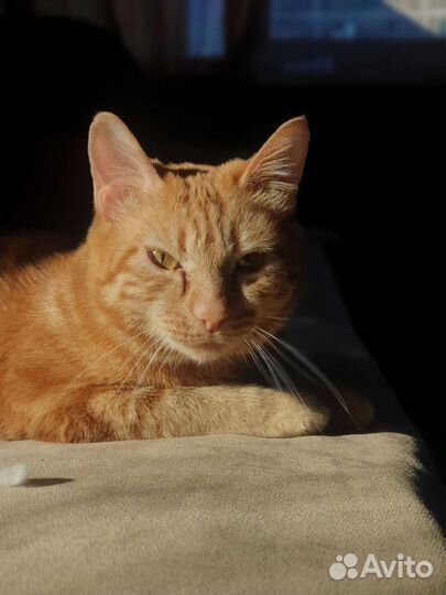 Передержка для домашних животных