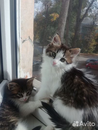 Верхняя кошечка