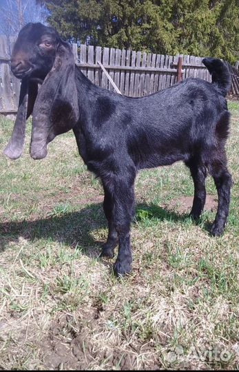 Козлята камори- нубийские