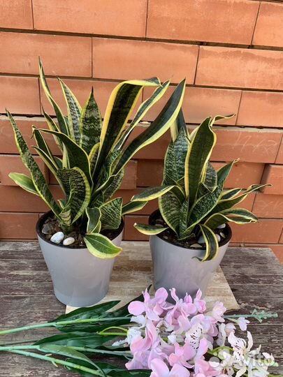 Разные комнатные растения