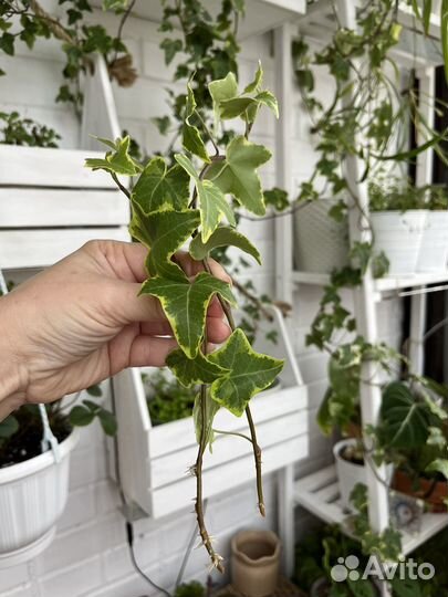 Плющ пестролистный (хедера)