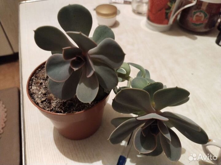 Цветы, кактусы, растения