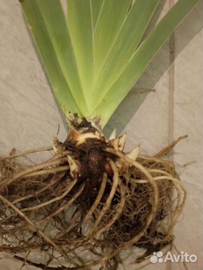 Ирис бородатый