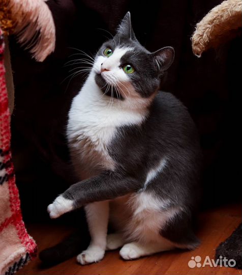 Кошка в дар