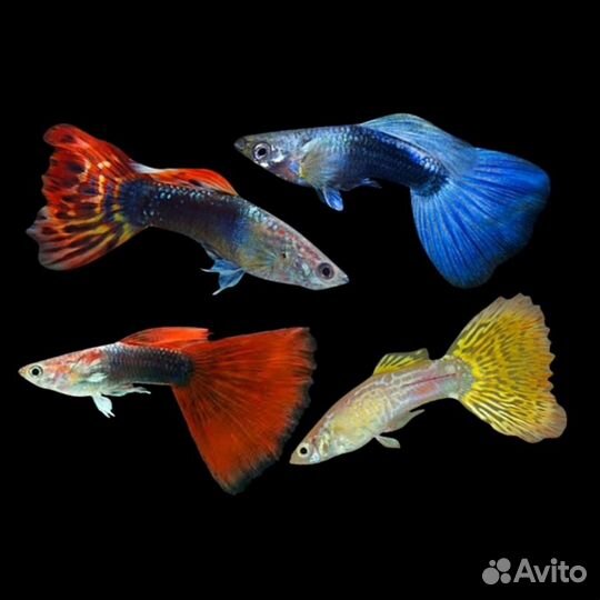 Гуппи породистые ассорти