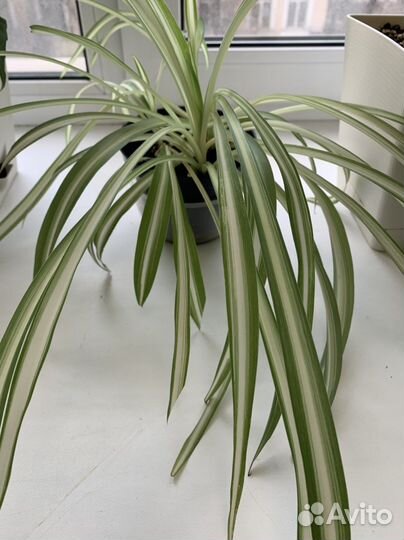 Комнатные цветы. Зеленая лилия (хлорофитум)