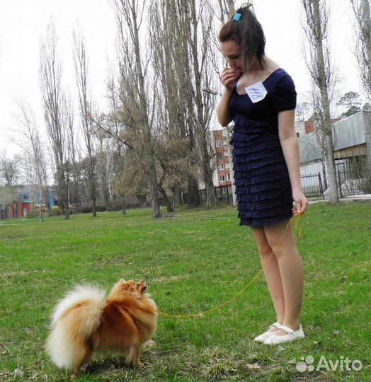 Дог-фитнес. Хендлер Санкт-Петербург