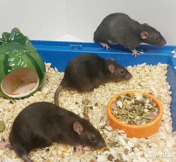 Декоративная крыса