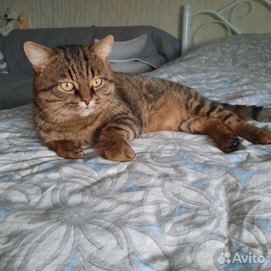 Отдаю котика в добрые руки