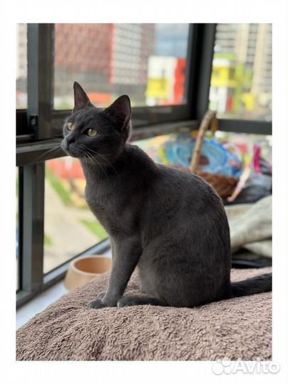 Котик человечный дружен с собаками и кошками