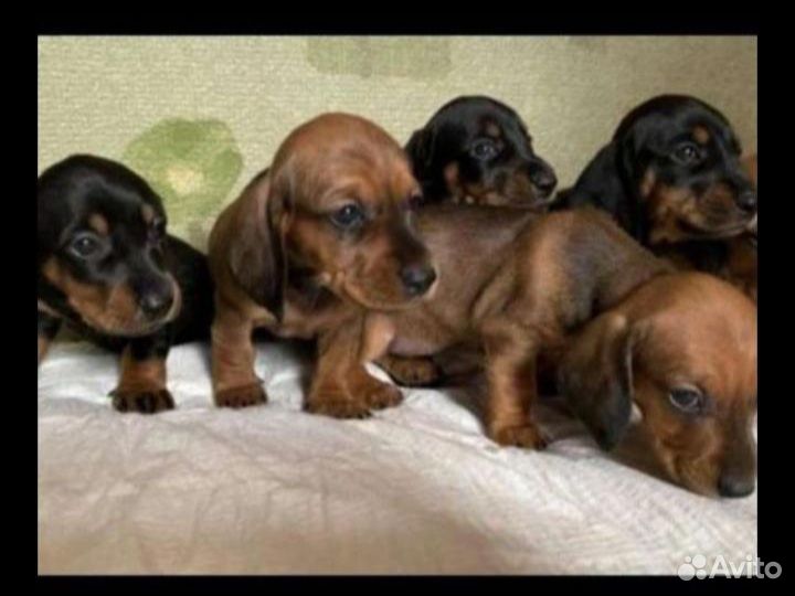 Такса стандартная