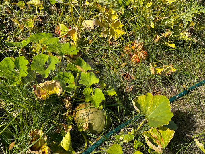 Участок 9 сот. (СНТ, ДНП)