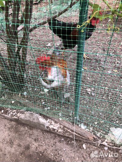 Молодые петушки